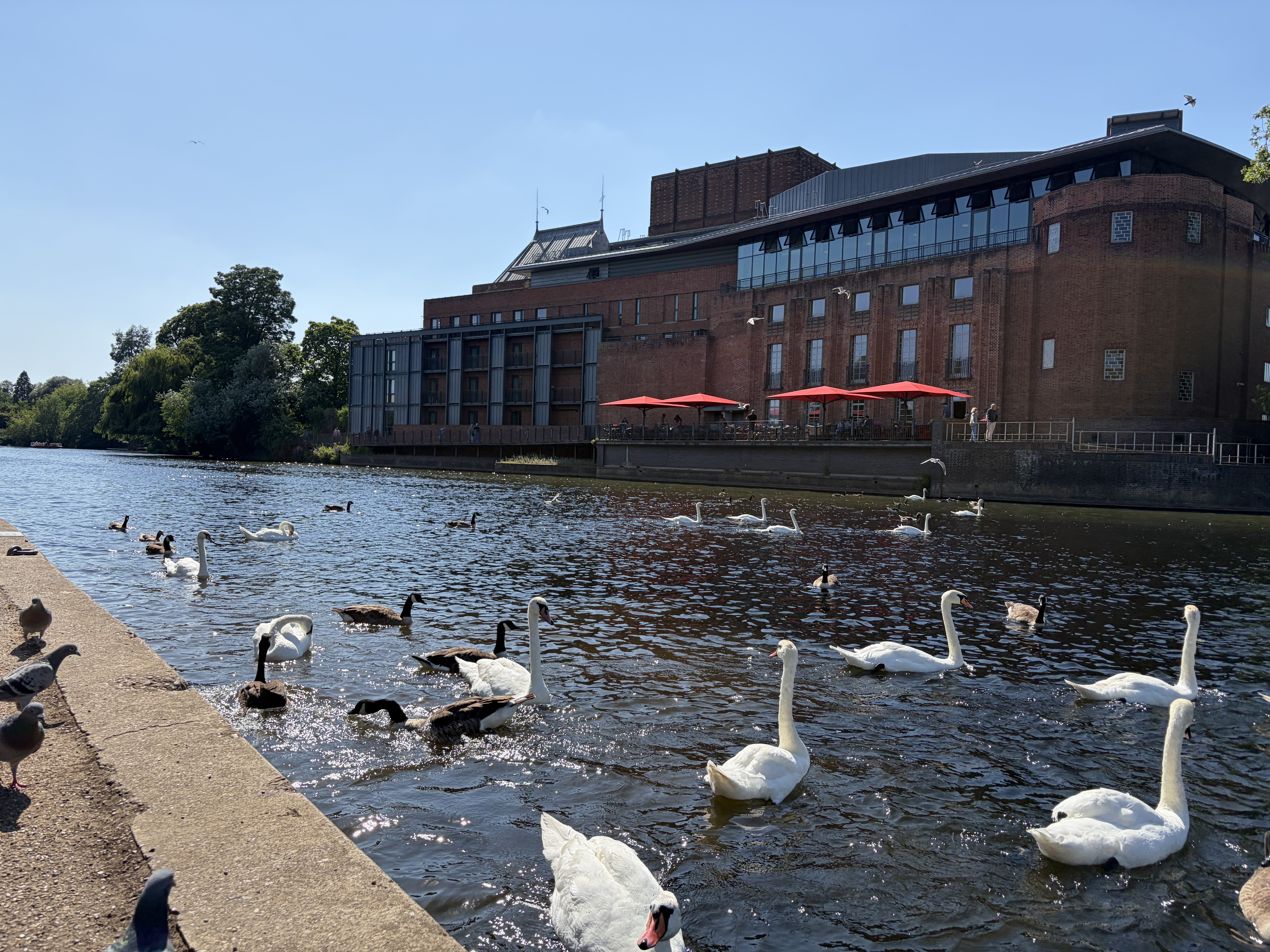 The Royal Shakespeare Theatre on the River Avon, swans gathered along the bank